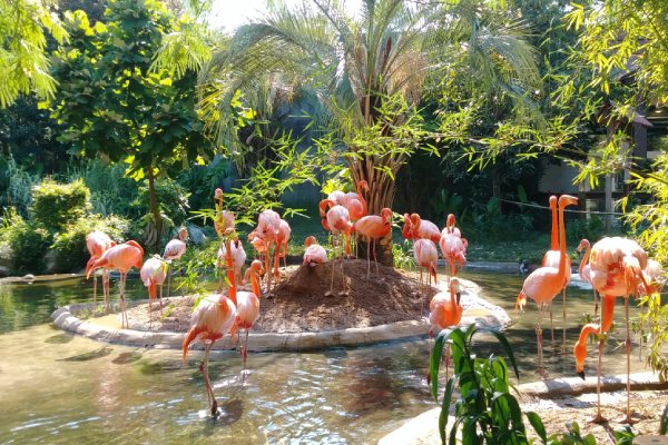 faune locale